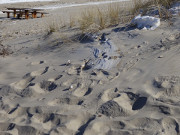 Schneereste im Strandhafer: Dne bei ckeritz.