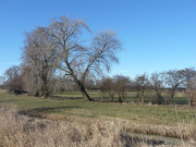 Landschaft am Achterwasser: Auf der Halbinsel Lieper Winkel.