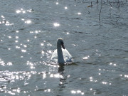 Auf dem Peenestrom: Schwan nahe der Wolgaster Altstadt.