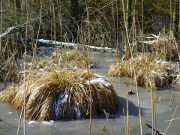 Das Zerninmoor zwischen Korswandt und Kamminke: Grasbschel im Wasser.