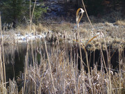 Kolbenschilf: Winter im Naturpark Insel Usedom.
