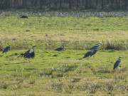 Naturpark Insel Usedom: Graureiher im Wiesenland bei Damerow.