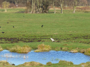 Wiesenland bei Damerow: Inselmitte von Usedom.