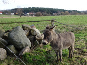 Lndliches Usedom: Gothen sdlich von Heringsdorf.