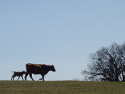 Kuh und Kalb: Weideland auf der Halbinsel Loddiner Hft.