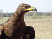 Redet viel: Steppenadler in der Falknerei Stolpe.