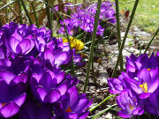 Garten der Steinbock-Ferienwohnungen: Frhblher unter den Hecken.