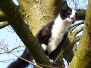 Erkundungstour in der Eiche: Maskottchen Igor im Garten.