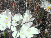 Frühling im Seebad Loddin: Blüten im Garten der Steinbock-Ferienwohnungen.