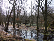 Ein Raub der Kormorane: Abgestorbene Bume im Norden Usedoms.