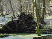 Urwald auf Usedom: Das "Drauenhorst" auf dem Peenemnder Haken.