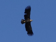 Aufgeregtes Piepsen: Seeadler am Himmel ber dem Zerninmoor.