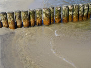 Klares Ostseewasser: Eine Buhne am Ostseebad Koserow auf Usedom.