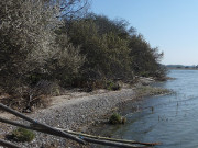 Usedomer Hinterland: Schlehenblte am Nepperminer See.