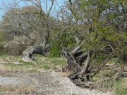 Auf dem Weg zum Nepperminer See: Weiden und Weidorne am Achterwasser.