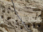 "Bohrungen": Vogelnester in der Steilkste von Rgen.