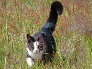 Maskottchen Igor: Mit dem Kater in das Wiesenland am Achterwasser.