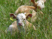 Mecklenburger Wappentier: Weide im Wiesenland bei Koserow.