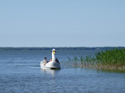 Mit dem Tretboot um das Loddiner Hft: Urlaub auf Usedom.