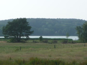 In der Nhe von Benz: Weiden am Schmollensee.