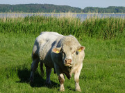 Stier: An der Ostkste der Halbinsel Loddiner Hft.