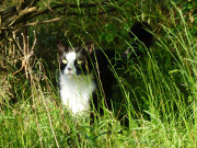 Abenteuer im Wiesenland: Maskottchen der Steinbock-Ferienwohnungen.