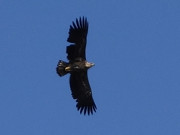 Herrscher der Lfte: Seeadler ber den Steinbock-Ferienwohnungen.