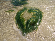 "Haare": Stein im flachen Ostseewasser bei Klpinsee.