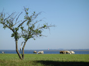 Idyllische Weide: Kühe an der Nordspitze des Peenemünder Hakens.