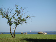 Idyllische Weide: Khe an der Nordspitze des Peenemnder Hakens.