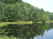 ppiges Grn trotz Trockenheit: Mmmelkensee im Kstenwald.