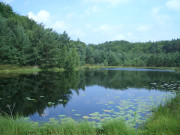 Mmmelkensee zwischen ckeritz und Bansin: Reste eines Moores.