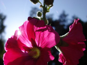 Sommer: Stockrosen im Garten der Steinbock-Ferienwohnungen.