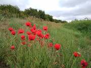 Klatschmohn: Auf dem Deich zum Achterwasser.