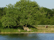 Urwchsiges Usedom: Weideland am Achterwasser.