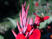 "Indisches Blumenrohr": Blten im Steinbock-Garten.