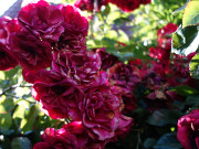 Hochsommer auf Usedom: Rosen verblhen langsam.