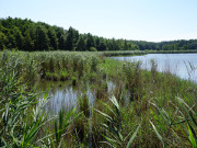 Nordostufer: Der Klpinsee zwischen Strandstrae und Stubbenfelde.