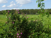 Thurbruch im Usedomer Hinterland: Zwischen Reetzow und Ulrichshorst.