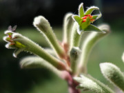 Knguru-Gras: Australische Vegetation im Garten.