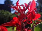 Indisches Blumenrohr: Sommer im Steinbock-Garten.