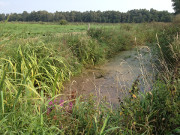 Meliorationsgraben: Biotop zwischen Reetzow, Ulrichshorst und Kachlin.