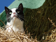 Auf den Strohrollen: Kater Igor geniet den berblick.