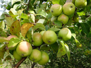 Äpfel: Apfelbaum am Hafen des Seebades Loddin.