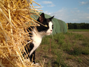 Abenteuer im Strohgebirge: Wanderung mit Kater Igor.