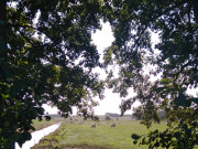 Blick zum Achterwasser: Wiesenland stlich von Loddin.