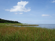 Dichter werdendes Schilf: Ende des Usedomer Ostseestrandes.