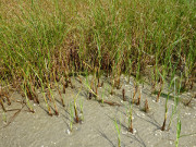 Strandsand und Schilf: Inselnorden Usedoms.