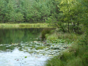 Seerosen: Der Mmmelkensee beim Ostseebad Bansin.