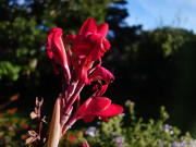 Indisches Blumenrohr: Herbst im Steinbock-Garten.